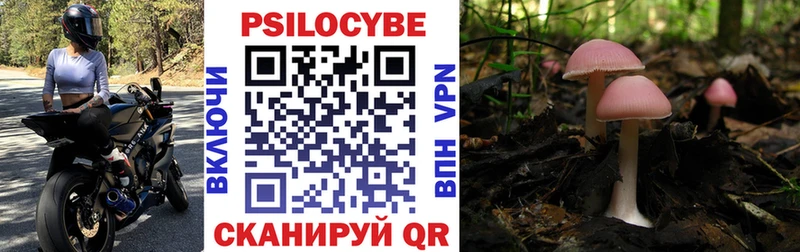Псилоцибиновые грибы Psilocybe  Владивосток 